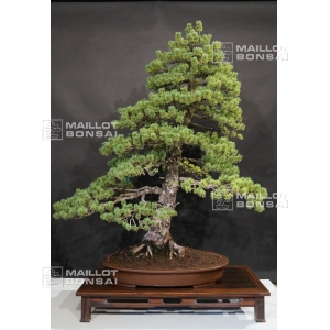 pinus-pentaphylla-zuisho-bonsai-ref-14100143