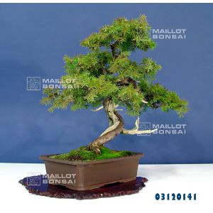 VENDU juniperus rigida ref:05120141