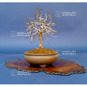 zelkova-serata-ref-8120144