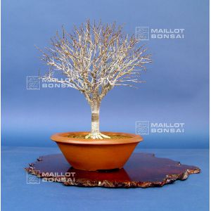 venduzelkova-serrata-ref-8120148