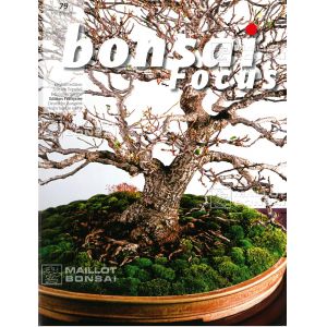 vendu-bonsai-focus-n-79