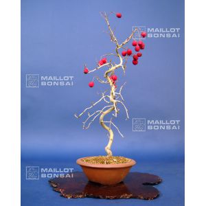 vendu-crataegus-cuneata-ref-601153