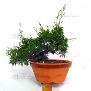 VENDU juniperus chinensis var : itoigawa ref: 7020