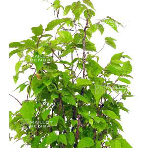 epuisecarpinus-japonica-lot-de-10-plantes-godet
