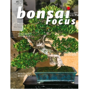 BONSAI FOCUS N° 81