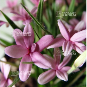 rhodohypoxis baurii "select" pot 1,4 litre