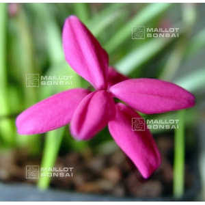 rhodohypoxis-paula-1-4-litre-pot