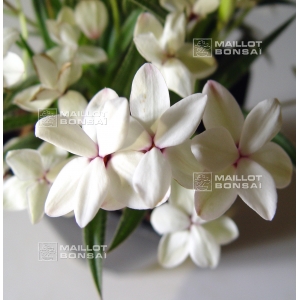 rhodohypoxis 'dawn' 1.4 litre pot ivory flowers