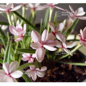 rhodohypoxis "harlequin"pot 1,4 litre