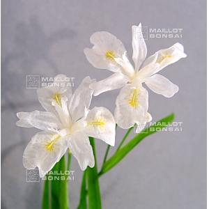 Iris gracilipes alba white dwarf variety