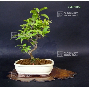 vendu-callicarpa-japonica-ref-29070157