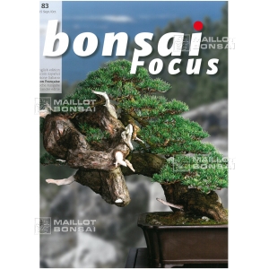 BONSAI FOCUS N° 83