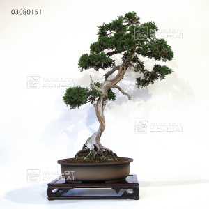 juniperus-chinensis-itoigawa-bonsai-ref-01080151