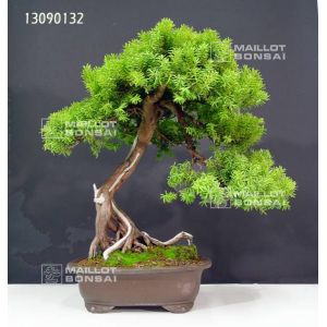 plus-tard-taxus-cuspidata-du-japon-ref-13090132