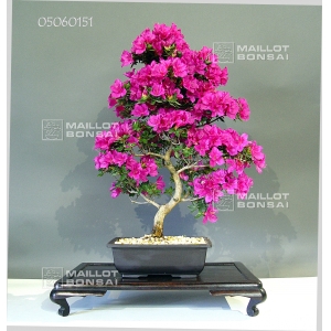 vendu-rhododendron-hoshi-no-kagayaki-0506151