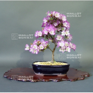 VENDU rhododendron l. mangetsu ref :220501532