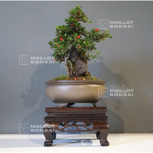 vendu-cotoneaster-microphylla-ref-23090153