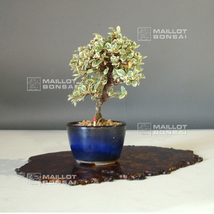 vendu-cotoneaster-m-variegata-ref-21090155