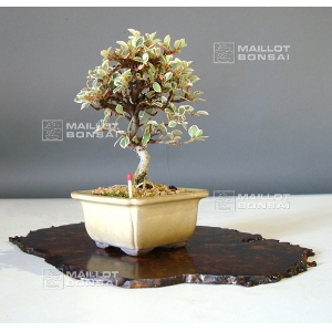 cotoneaster-m-variegata-mini-bonsai-ref-21090156