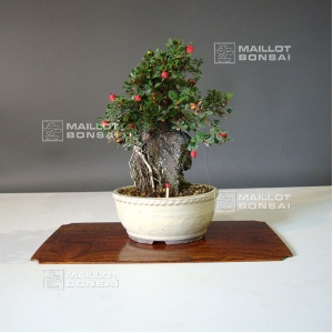 cotoneaster-microphylla-mini-bonsai-ref-230901051