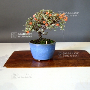 cotoneaster-m-variegata-mini-bonsai-ref-23090151