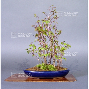 carpinus-laxiflora-ref-150401510