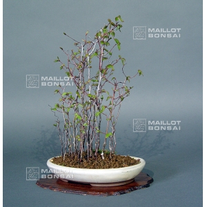 vendu-carpinus-laxiflora-ref-150401512