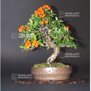 pyracantha-angustifolia-bonsai-ref-300901511