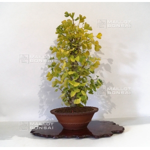 ginkgo-biloba-bonsai-ref-051001511
