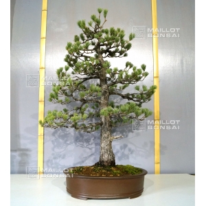 pinus-pentaphylla-bonsai-ref-12040154