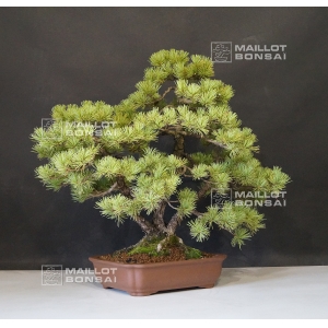 pinus-pentaphylla-bonsai-ref-10040156