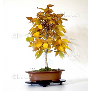 vendu-fagus-crenata-ref-9100151