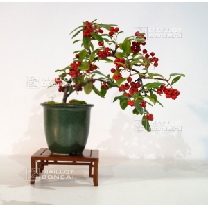 cotoneaster-salicifolius-ref-91001511