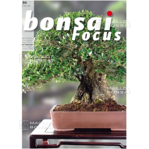 BONSAI FOCUS N° 84