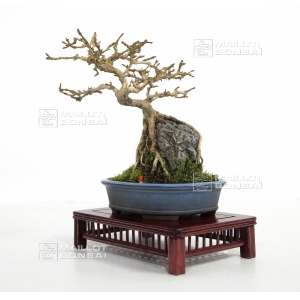 premna-japonica-ref-30120151