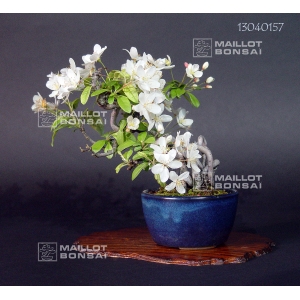 malus-sieboldii-miyama-kaido-ref-13040157