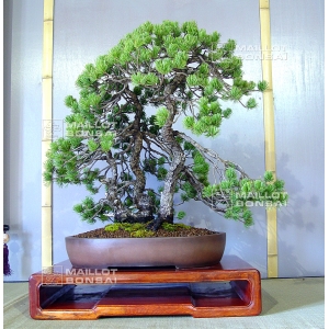 pinus-pentaphylla-bonsai-ref-13040151