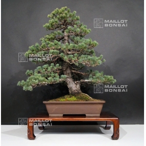 vendu-pinus-pentaphylla-zuisho-ref-24020165