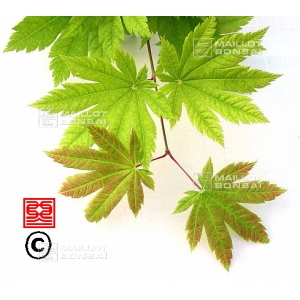 acer-shirasawanum-seeds-kinkakure