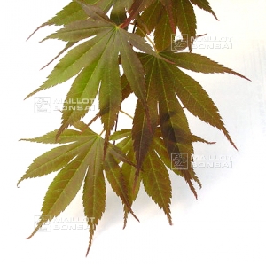 acer-shirasawanum-seeds-momiji-gasa