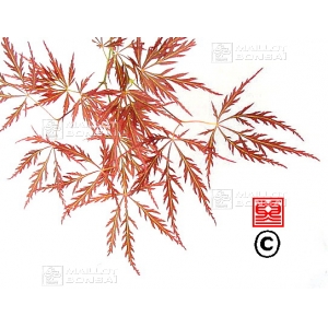 Graines d'Acer matsumurae ornatum