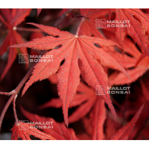 Graines d'Acer palmatum purple ghost