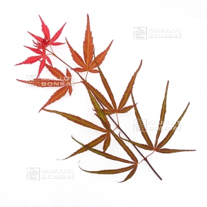 acer-matsumurae-seeds-red-cloud