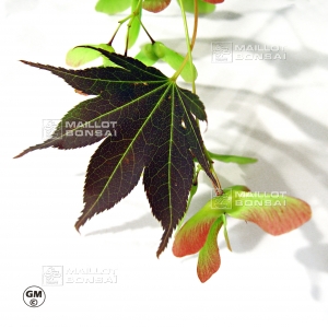 graines-d-acer-amoenum-umegae