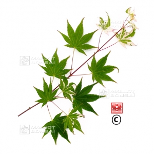 epuise-graines-d-acer-palmatum-versicolor