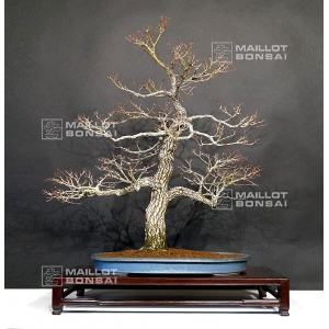 acer-palmatum-arakawa-bonsai-ref-160220161