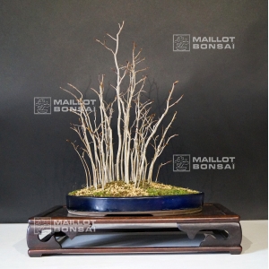 fagus-crenata-ref-24020161