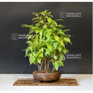 vendu-stewartia-monadelpha-27070163