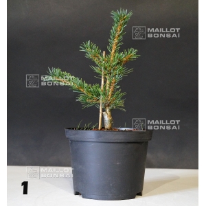 pinus-pentaphylla-kokonoe