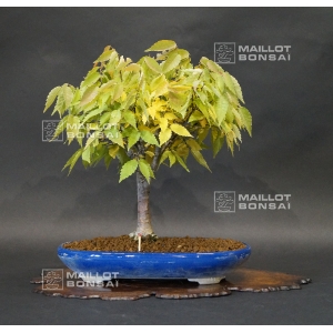 zelkova-serrata-ref-24100165